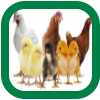 Poultry - پولٹری