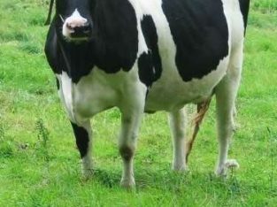 Cow(گائے) for sale