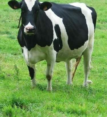 Cow(گائے) for sale