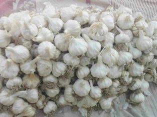 garlic NS 756 for sale